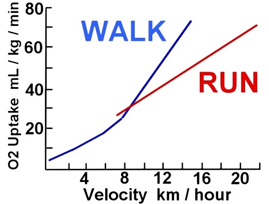 Work expended at various rates for walking and running