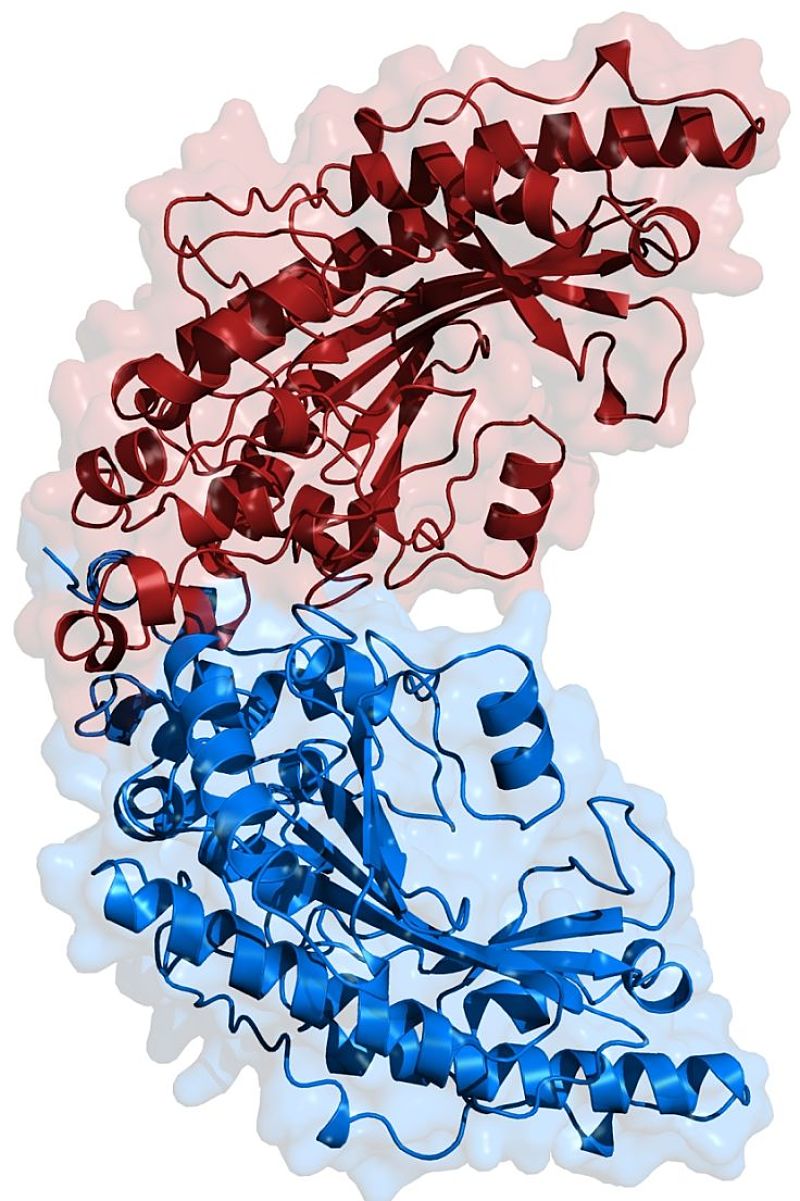 Structure of creatine kinase which has a vital role in creatine metabolism in muscles and elsewhere in the body.